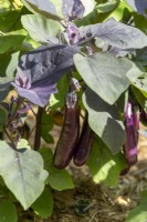 Solanum melongena 'Little Fingers'