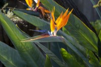 Strelitzia reginae Bird paradise flower 