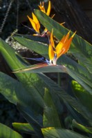 Strelitzia reginae Bird paradise flower