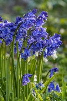 Hyacinthoides non-scripta - common English bluebells in May