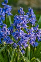 Hyacinthoides x massartiana - hybrid bluebells in May