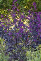 Lunaria annua 'Chedglow' - dark leaved honesty in May