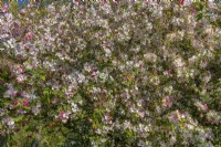Malus x floribunda 'Exzellenz Thiel' - showy crabapple in May
