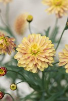 Argyranthemum aramis â€˜Double apricotâ€™ - Marguerite daisy