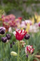 Tulipa 'Estella rynveld' - Tulip

