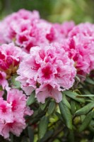 Rhododendron 'Hydon dawn'