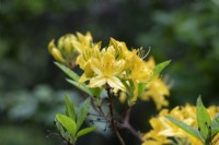 Rhododendron 'Nancy waterer'