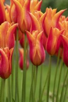 Tulipa 'Ballerina' - Tulip