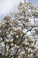 Magnolia denudata - March