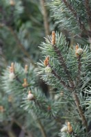 Picea sylvestris 'Beuvronensis' - Scots pine - May