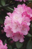 Rhododendron 'Hachmann's polaris' - May