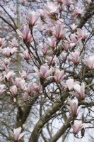Magnolia 'Raspberry ice' - April
