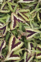 Persicaria rucinata 'Purple Fantasy' - Knotweed - May