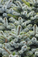 Picea sitchensis 'Tenas' - Picea sitchensis 'Midget' - October