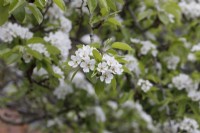 Pyrus communis - Pear blossom - April