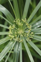 Cyperus involucratus - Umbrella sedge - July