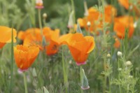 Eschscholia californica flowers - California poppies  - May