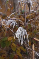 Miscanthus siinensis - November - Autumn