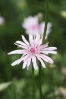 Crepis rubra - pink dandelion - July