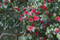 Camellia japonica 'Campbellii' - March