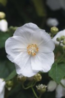 Abutilon vitifolium 'Tennant's white' - May