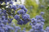 Ceanothus 'Puget Blue' -  Californian lilac - May