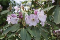 Rhododendron 'Loderi sir edmund' - May
