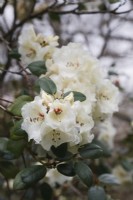 Rhododendron 'Rothenburg' - April