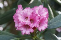 Rhododendron grande - May