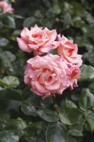Rosa 'Compassion' - Rose - July
