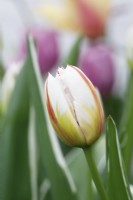 Tulipa 'Carnaval de rio' - Single late tulip - May