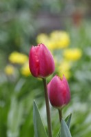 Tulipa 'Cherry Delight' - Darwin hybrid Tulip - April