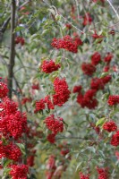 Viburnum betulifolium berries - Birchleaf viburnum - October