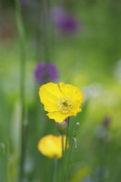 Meconopsis cambrica - Welsh Poppy - May