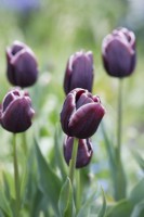 Tulipa 'Jackpot' - Tulip - May