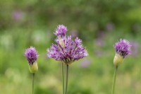 Allium jesdianum 'Early emperor' buds opening in spring
