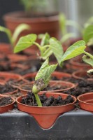 Phaseolus vulgaris - Dwarf french bean seedling