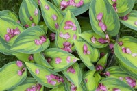 Hosta 'June' plant leaves covered in cherry blossom petals