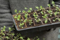 Brassica oleracea - Gardener holding trays of dwarf kale seedlings