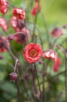 Geum 'Flames of passion' - Avens 