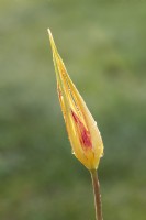 Tulipa acuminata - Species Tulip / Horned Tulip / Turkish Tulip after the early morning rain