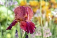 Iris germanica 'Sultans Palace'