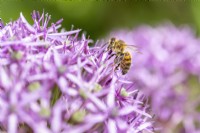 Bee on an Allium stipitatum 'Violet Beauty'