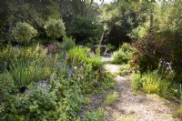 Path through a lush cottage garden leading to a dining area with planting including standard variegated hollies underplanted with Sisyrinchium striatum and Geranium x magnificum, and lots of self seeders including foxgloves, campanulas and wild strawberry, Fragaria vesca in a cottage garden in June