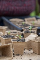 Brassica oleracea - Kale seedlings in fibre pots