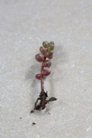 Sedum rubrotinctum Jelly bean plant, stem cutting showing root development