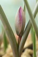 Tulipa humilis  'Helene'  Tulip  Miscellaneous tulip  Flower bud  March
