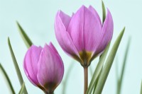 Tulipa humilis  'Helene'  Tulip  Miscellaneous tulip  March
