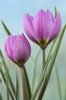 Tulipa humilis  'Helene'  Tulip  Miscellaneous tulip  March
