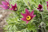 Pulsatilla vulgaris 'Rubra' - Red Pasqueflower